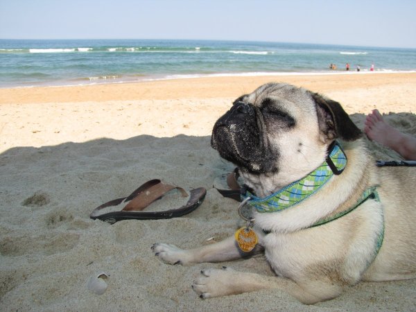 Мопс на отдыхе