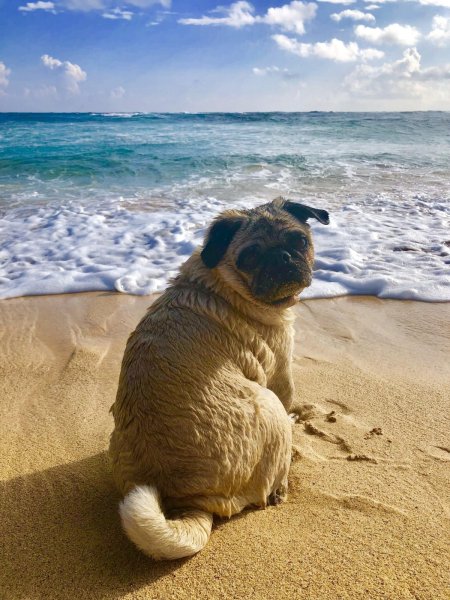 Мопс на море