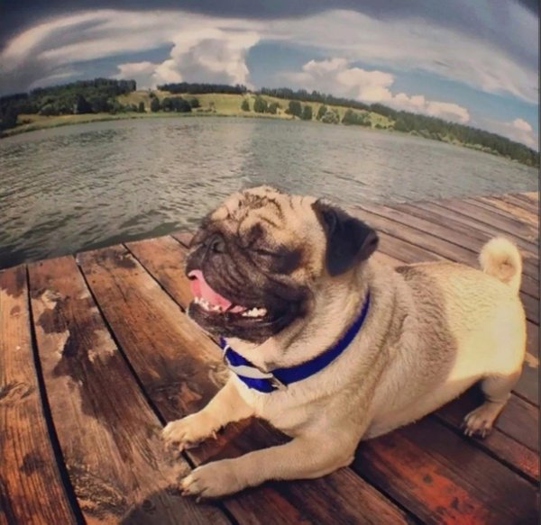 Мопс на отдыхе