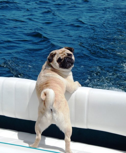 Мопс на море