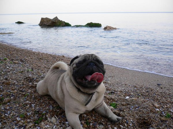 Мопс на отдыхе