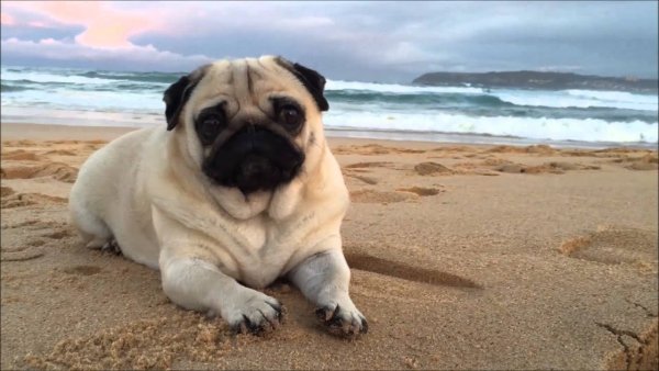 Мопс на пляже жарко