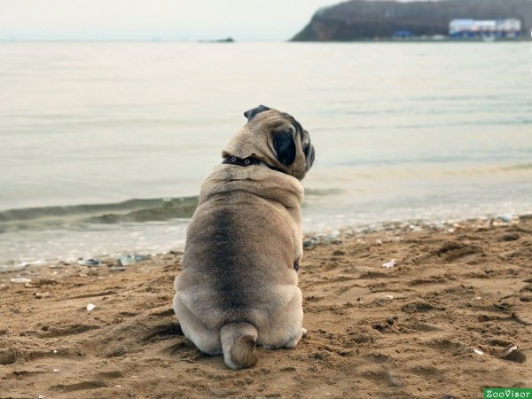 Мопс на море