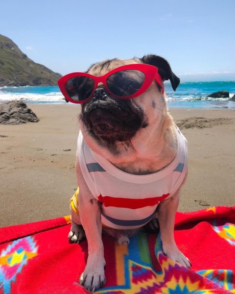 Мопс на пляже