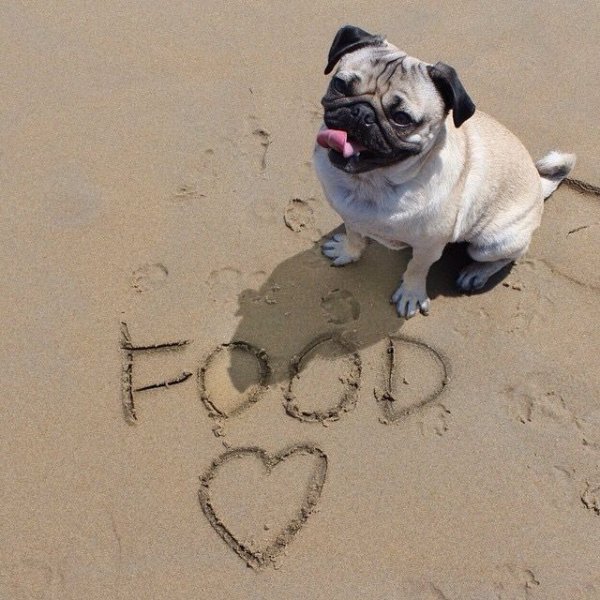 Собака Мопс в море