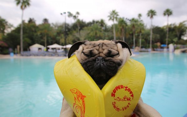 Мопс на море