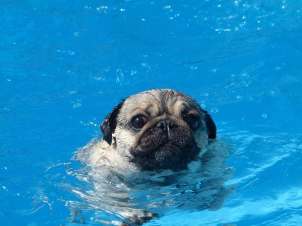 Мопсики в бассейне