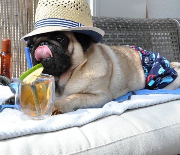 Мопс с пивом