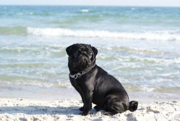 Мопс на море