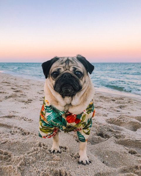 Мопс Эстетика