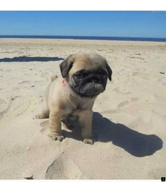 Мопс на пляже