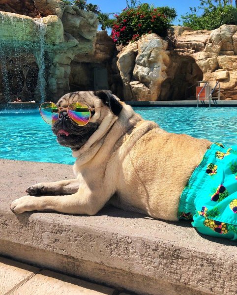 Мопс в очках