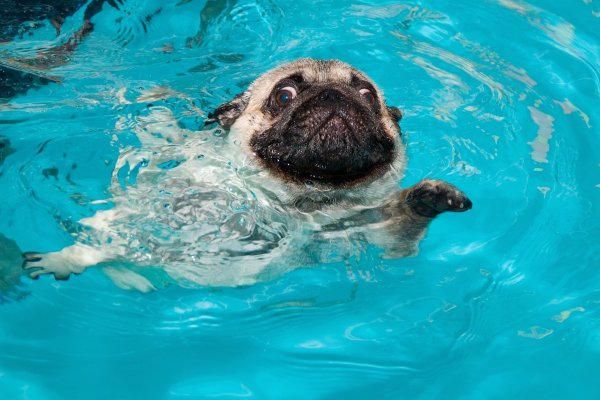 Мопс в бассейне
