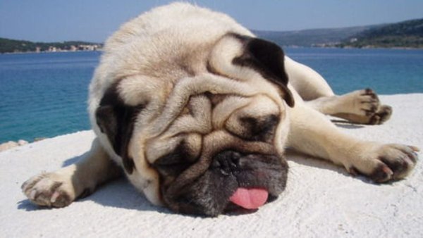 МОПСУ жарко