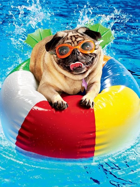 Кот в очках для плавания