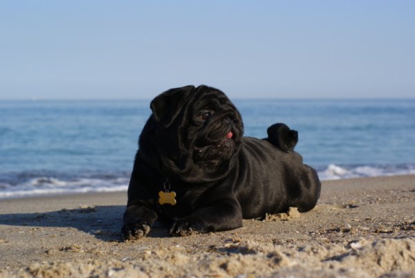 Мопсик девочка