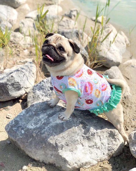 Красивые собаки