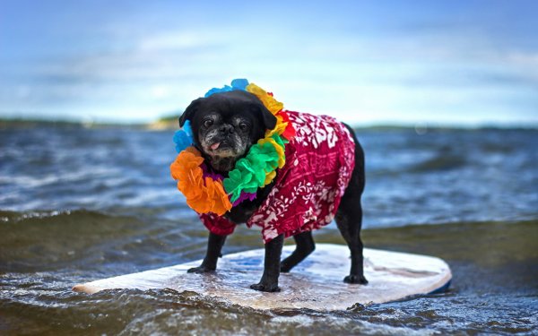 Мопс в костюме