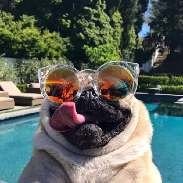 Мопс плавает