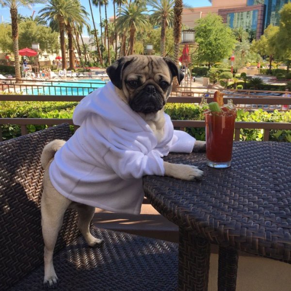 Летний Мопс