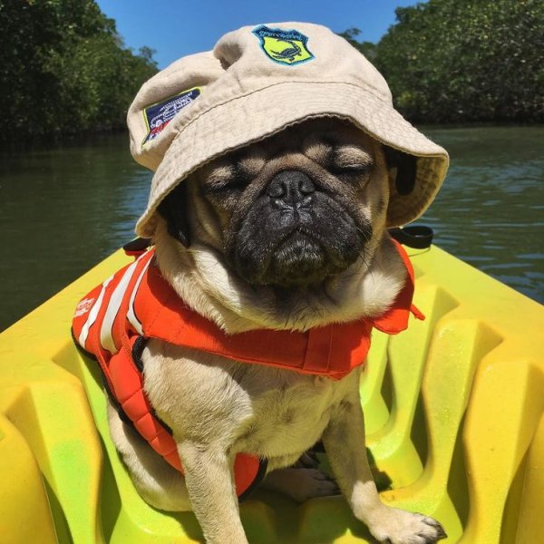 Мопс Эстетика