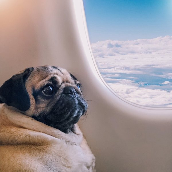 Прикольные фразы про мечту