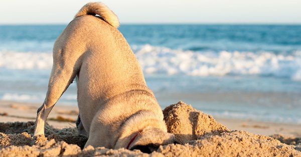 Кот в очках