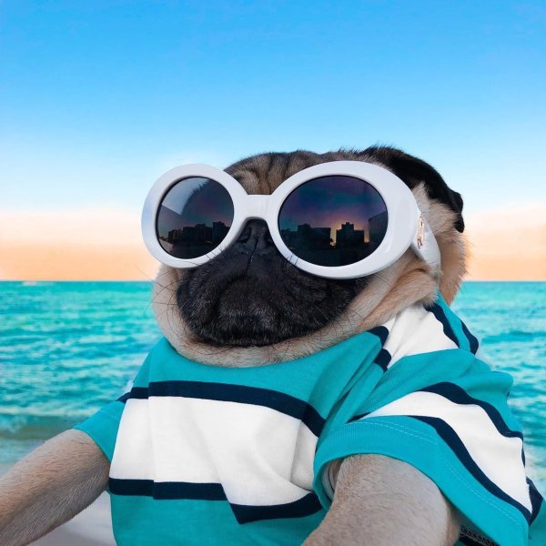 Собака в отпуске