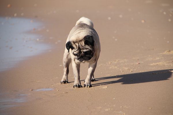 Мопс в одеяле