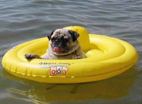 Мопс плывет