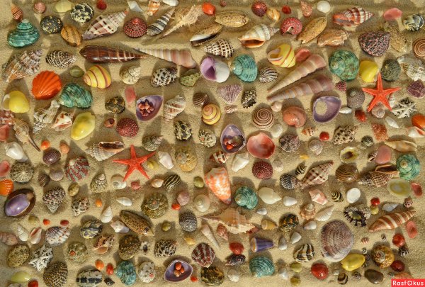 Коллекция ракушек Владимир Вершинин