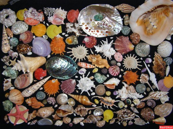 Коллекция ракушек