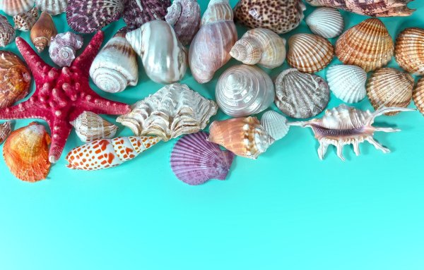 Натуральные ракушки