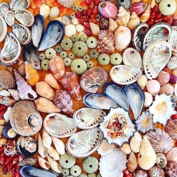 Коллекция ракушек
