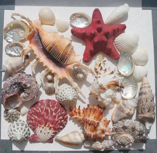 Коллекция морских раковин