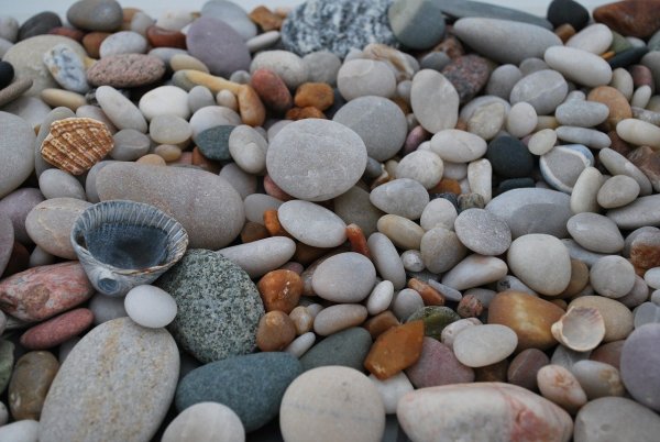 Ракушки морские