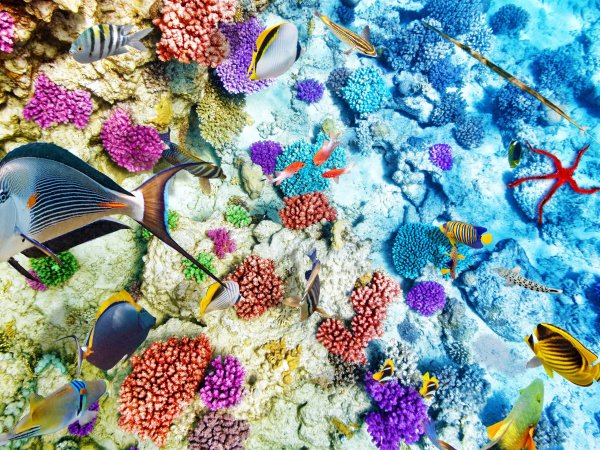 Коллекция морской гальки