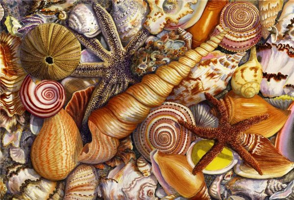 Морские раковины в живописи