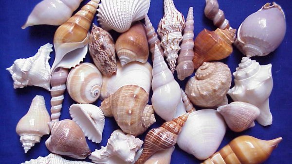 Коллекция камней