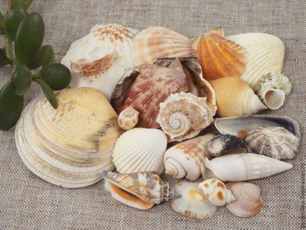 Коллекция ракушек