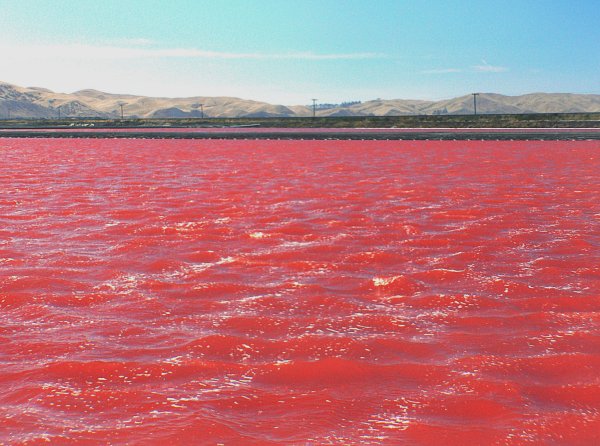 Dunaliella Salina озеро