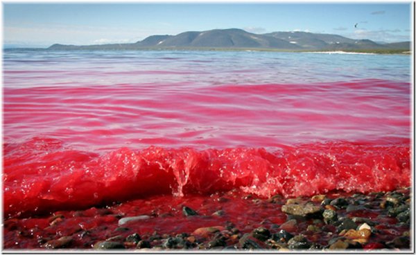 Красное море в период цветения водорослей
