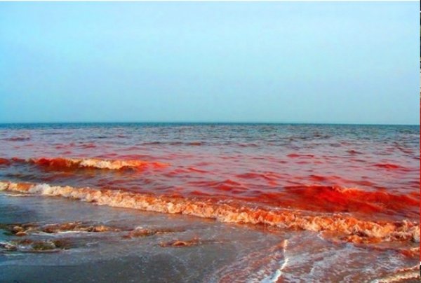 Красный прилив Флорида