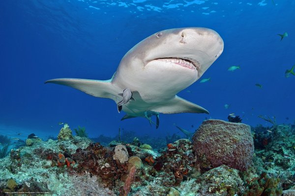 Рыба клоун амфиприон