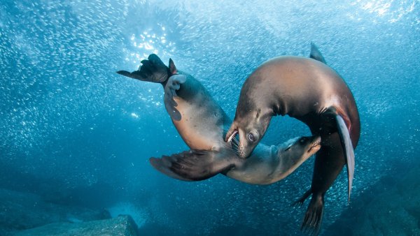 Туббатаха риф черепаха