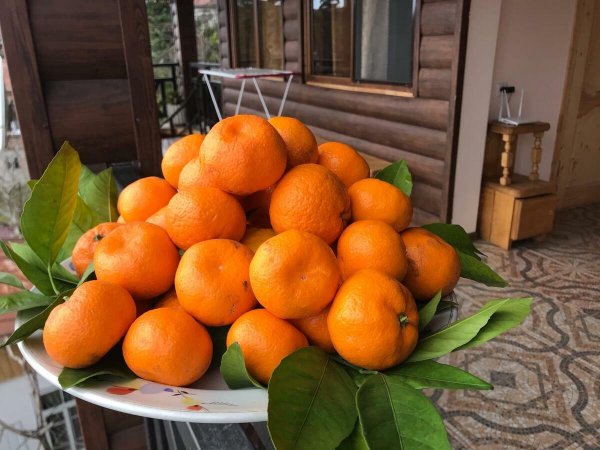 Мандарины сорт Абхазия