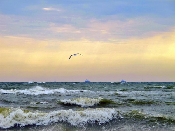 Буревестник над морем