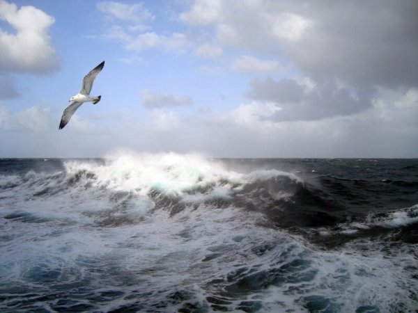 Буревестник над морем