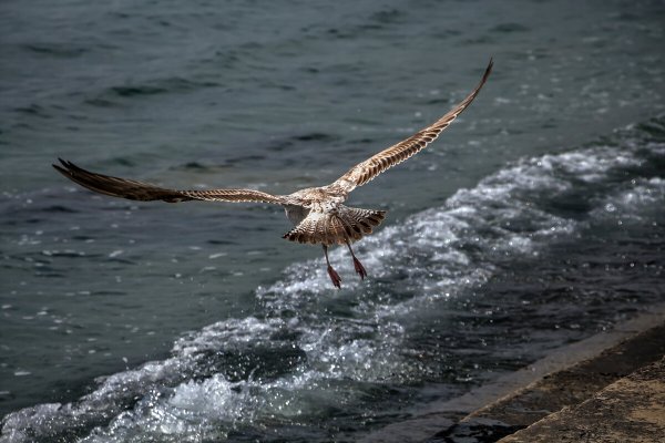 Буревестник реет