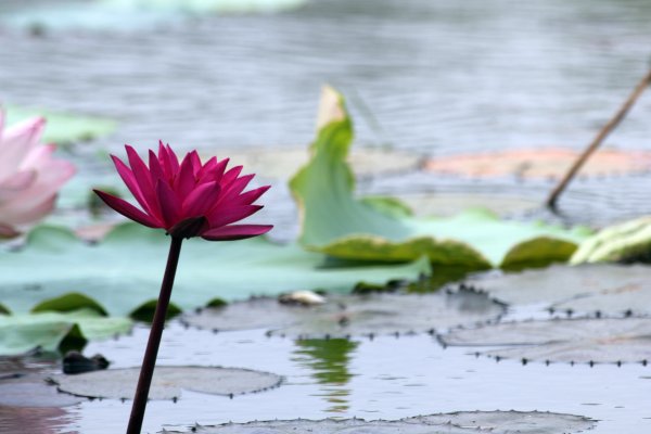 Заставка Гармония